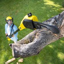 Lawn Maintenance Plans in Calwa, CA