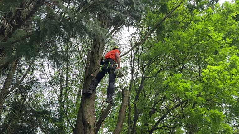 How Our Tree Care Process Works  in Calwa, CA